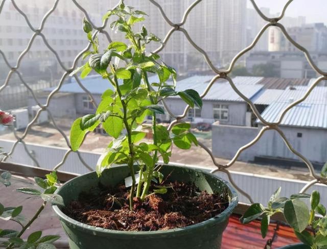 好看的月季花叶片，适合新手养的“2种月季”