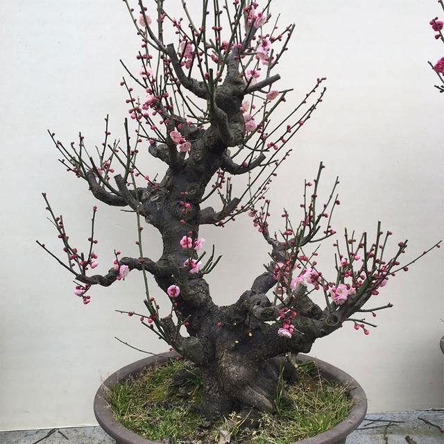 硃砂梅花怎麼養,梅花培植方法(江蘇南京梅花栽培與管理技術分析)