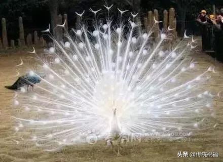 为什么雄性白孔雀也会开屏，孔雀开屏都是雄的吗（白孔雀开屏，太美了）