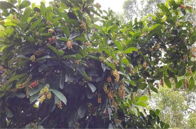 五味子种植技术与栽培管理，五味子的栽培技术和管理（让你轻松学会种植）