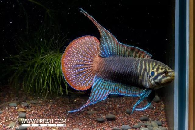 中国叉尾斗鱼怎么区分公母，怎么判断马尾斗鱼是公的还是母的（低调却不失奢华的存在）