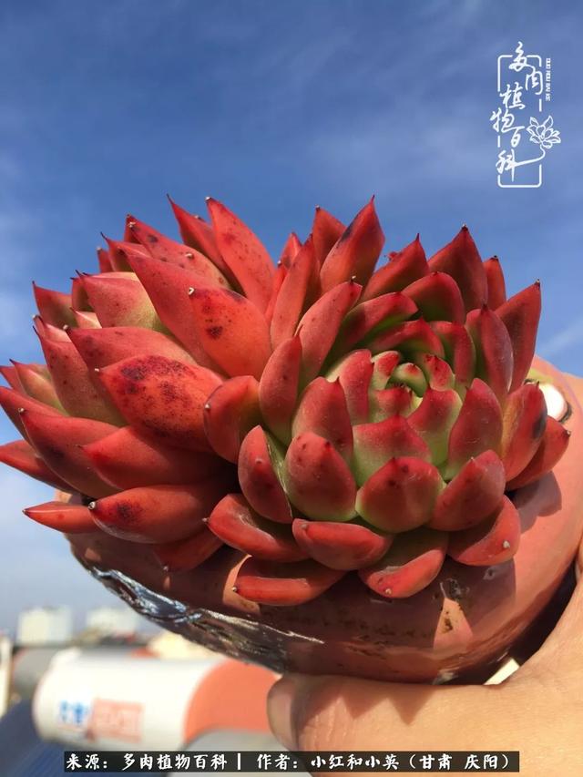 姐妹情深的句子，姐妹情深的句子简短（赏娇媚多肉，忆姐妹情深）