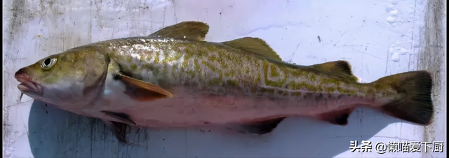 鳕鱼是不是深海鱼类，这种鱼常被冒充“鳕鱼”