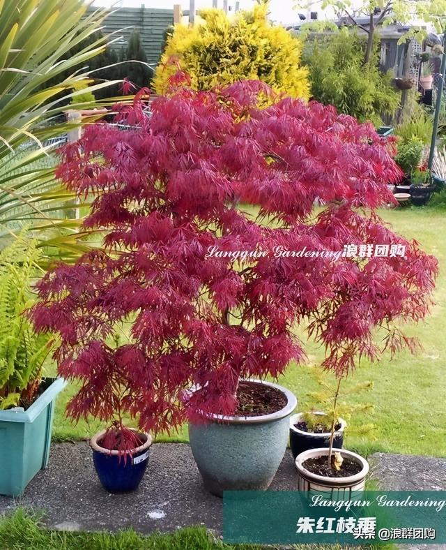 什么样的枫树填空。，什么的枫树填空词语二年级（增添了花园四季色彩之美）