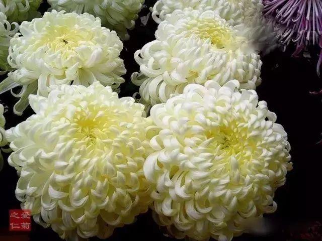 世界最美菊花80种太美了，金秋十月赏菊花——世界最美菊花80种送给您