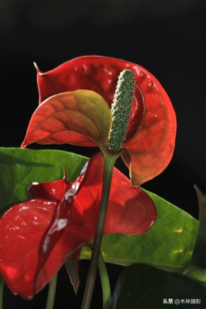 火鹤的寓意和象征,助你鸿运当头,大展宏图的火鹤,红掌花! - 玉三网