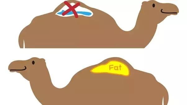 nh3是什么气体（沙漠中的骆驼尸体）