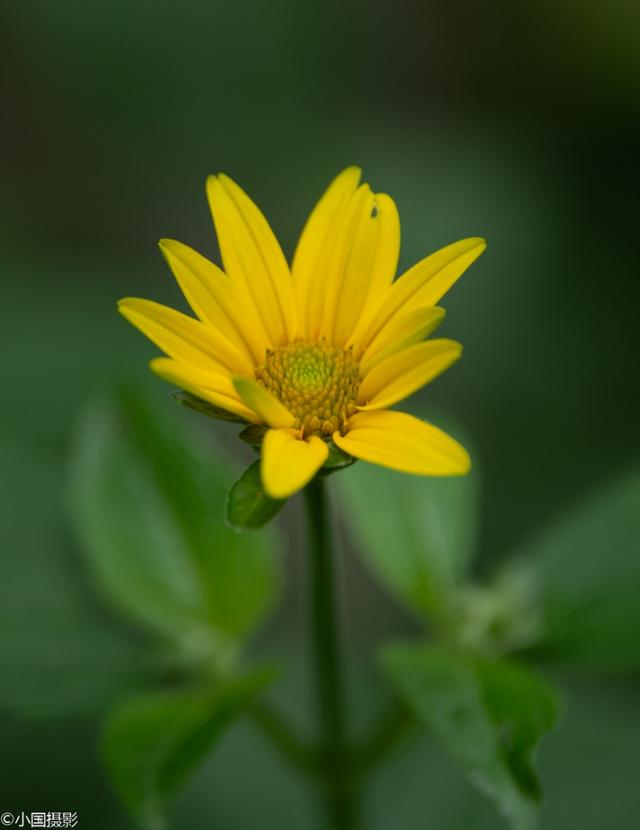 菊芋花的花语，形容菊芋花的句子（花开富贵热情奔放）