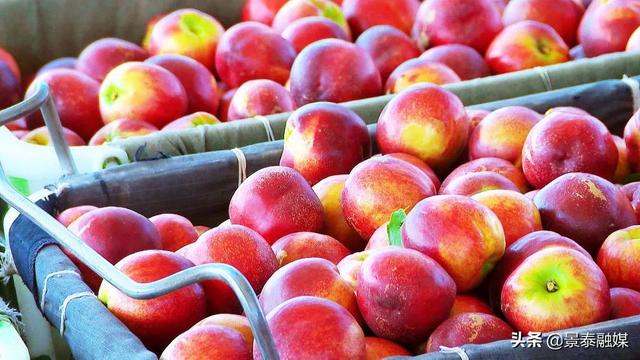 油桃含糖量高吗，油桃含糖量高吗（油桃“甜蜜”上市，等你来尝鲜）