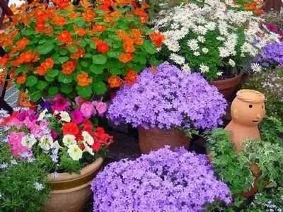 老花镜怎么配，老花镜要去配还是直接买就行（花境植物的配置与养护技巧）