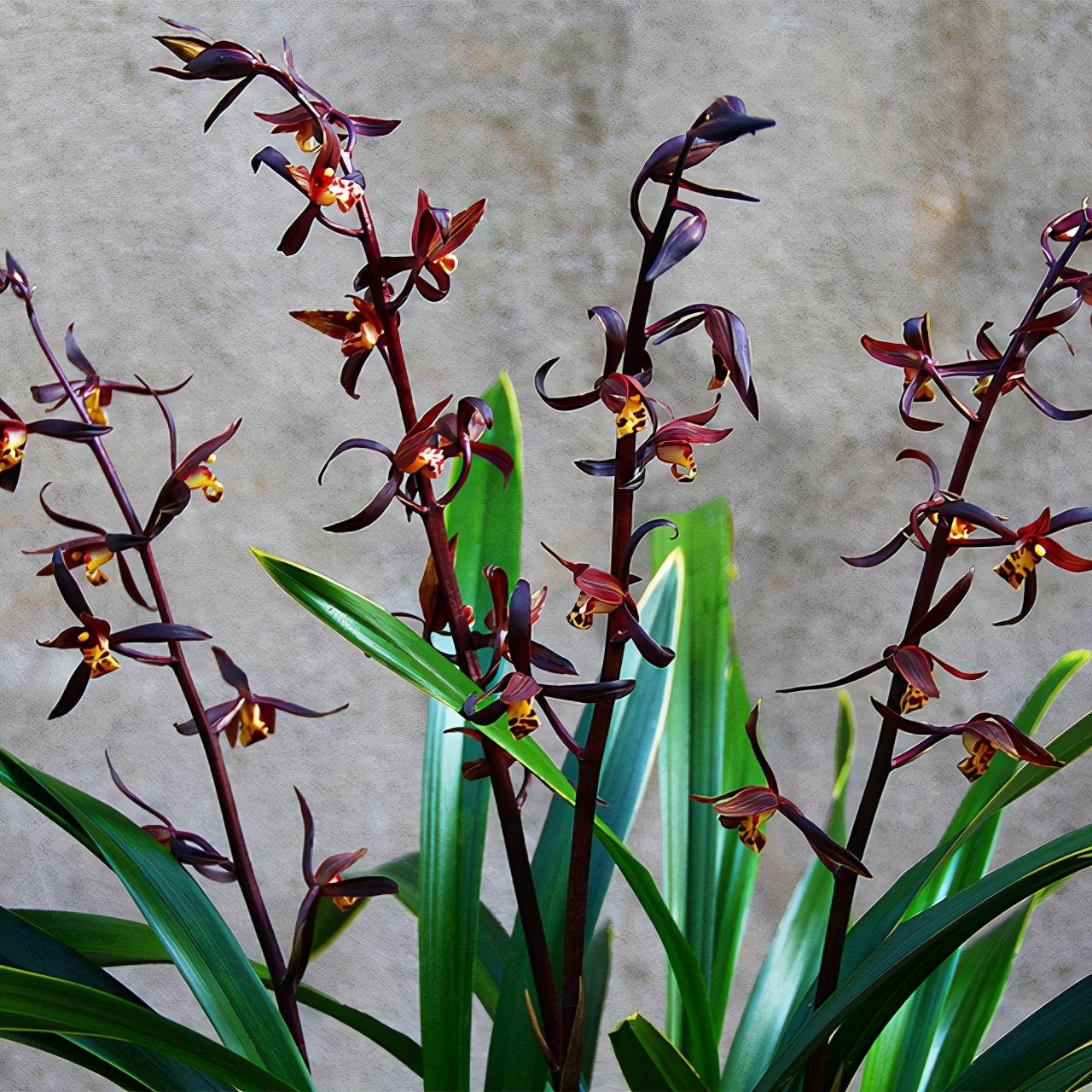 花期主要在春节前后,欢天喜地来报岁,墨兰叶片墨绿色,狭长墨绿.