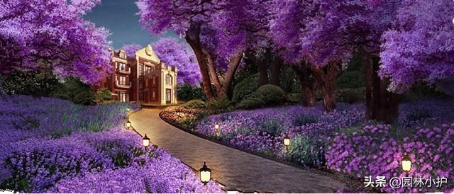 蓝花楹的花语，因一棵树而恋上一座城