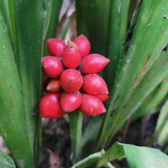 吸收甲醛的植物，哪种植物具有吸收甲醛的功能（净化空气最厉害）