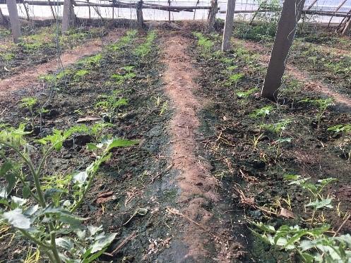 五色土哪里能买到，五色土紫砂壶怎么样（用了地驰素万年流传下来的\