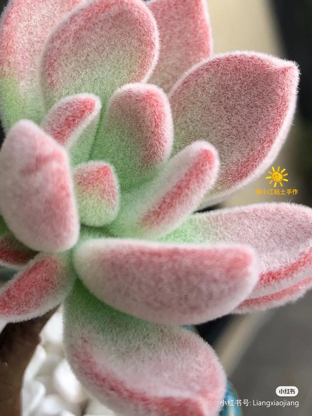 香皂花是什么材质做的，肥皂花是什么材料的（最适合懒人养的花）