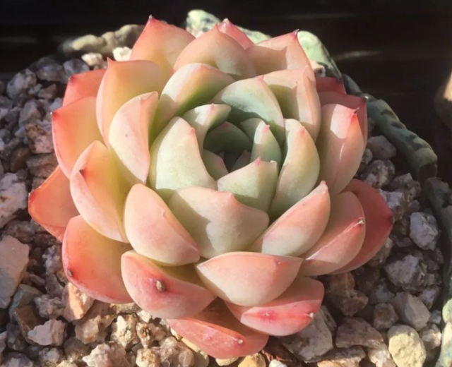 白月影怎么养出状态，如何把白月影养出状态