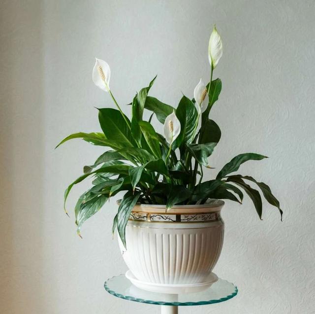 室内观叶植物，室内观叶植物特别需要氮肥