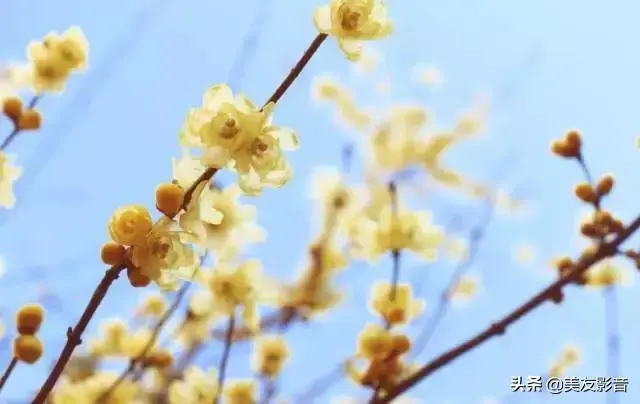 咏梅最著名十首诗，经典咏梅古诗词30首