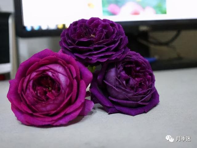 月季花品种，十大经典品种（凭一己之力撑起了整个花园的颜值）