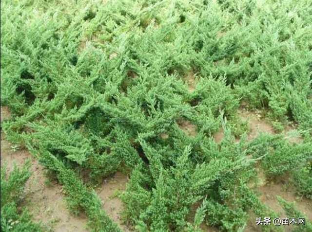 沙地柏和铺地柏的区别，沙地柏和铺地柏的区别（教你如何区别铺地柏和沙地柏）