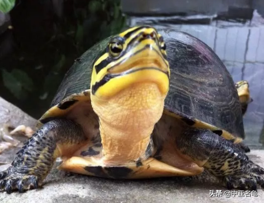 乌龟一般吃什么，家养的小乌龟一般吃什么（最全面的新手养龟攻略）