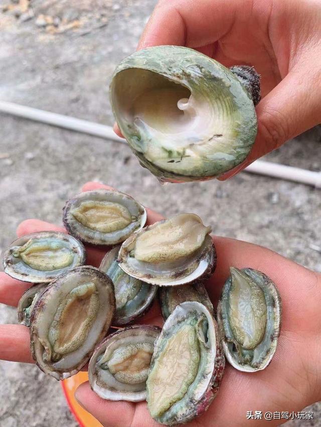 惠州海岛旅游景点哪里好玩，惠州野沙滩大汇总：8个野沙滩