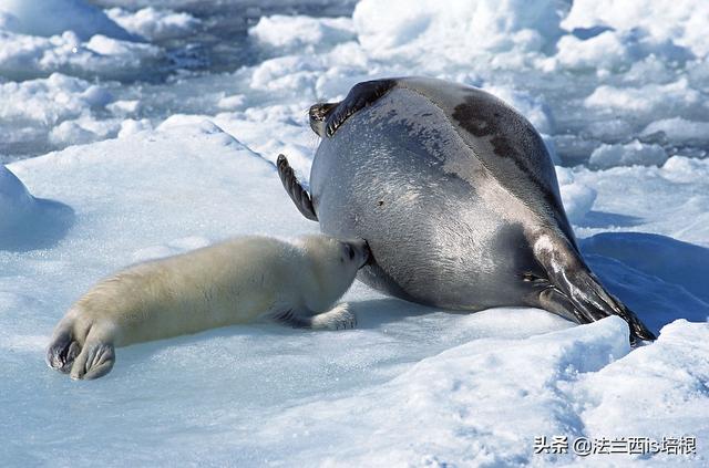 鸭嘴兽是哺乳动物吗，为什么说鸭嘴兽是哺乳动物（不，啥都没有的鸭嘴兽也能喂奶）