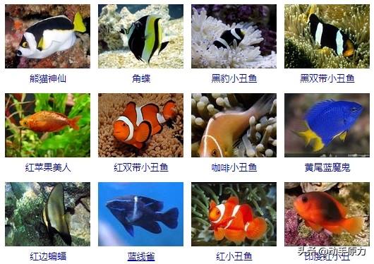 海水观赏鱼图鉴1000种电子版,海水鱼类图谱大全