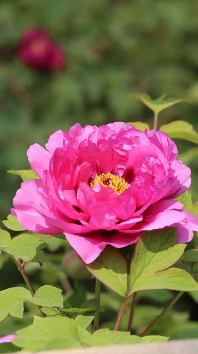 牡丹花的寓意和象征,牡丹花有哪些寓意(牡丹必活绝技"八肥八水法")