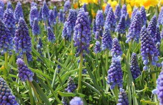 风信子有毒吗，葡萄风信子有毒吗（风信子可以放在卧室吗）