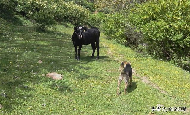 犬字开头的成语，犬字开头的成语接龙（为何带“狗”的成语多带贬义色彩）