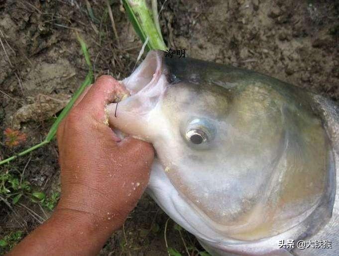 夏季自制手竿钓鲢鳙饵料配方，简单高效助你轻松上鱼