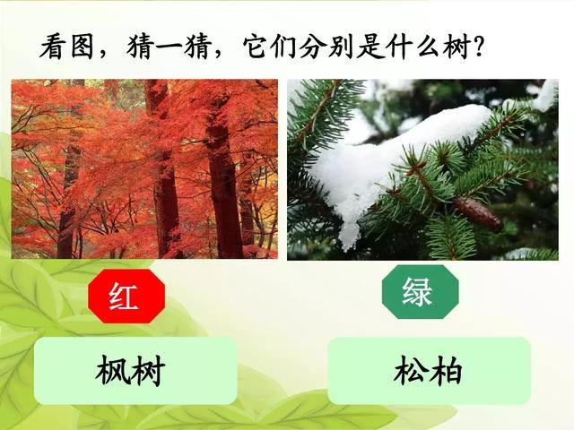 汉字松的组词，松的组词（部编版二年级语文上册识字2《树》知识点+图文解读）