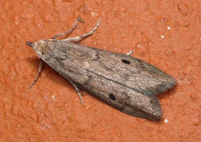 家里有小飞虫从哪里来,家里小飞虫从哪里来的(家里莫名出现的小飞虫你都认识吗) 家里有小飞虫从哪里来,家里小飞虫从哪里来的(家里莫名出现的小飞虫你都认识吗)