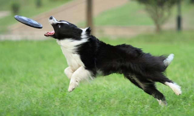 边牧犬多少钱一只幼崽，边牧犬幼崽多少钱一只（养一只边牧需要多少钱）