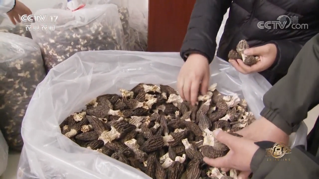 羊肚菌栽培技术，羊肚菌的种植方法和栽培技术是什么（亩产最高1000斤）