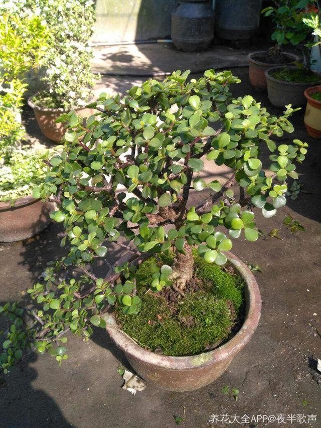 发财树可以扦插繁殖吗，发财树扦插繁殖方法（发财树养一盆就够了）