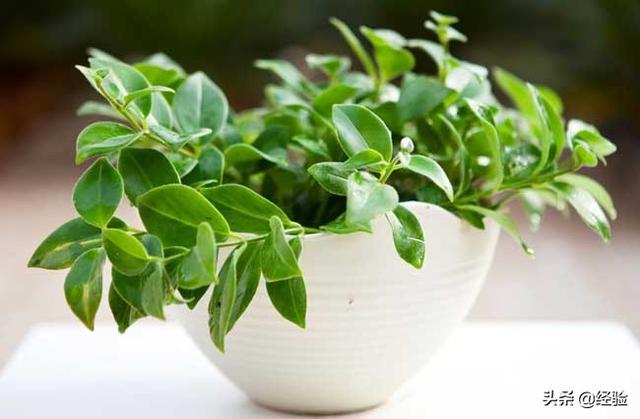 口红吊兰的养殖方法，口红吊兰好养吗（口红吊兰的养殖方法和注意事项什么时候开花掉叶子...）