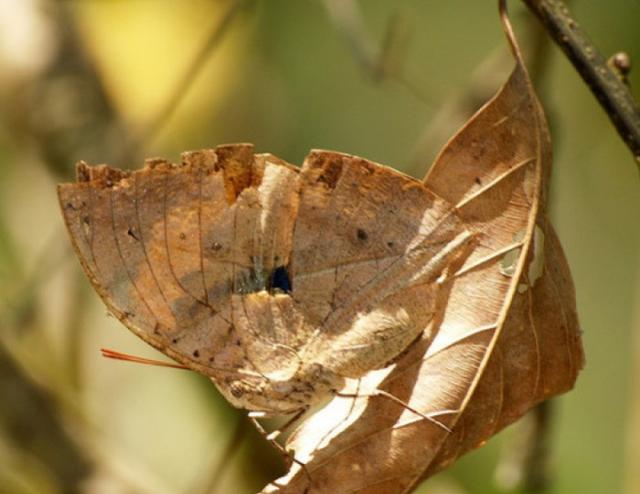 蝴蝶相关介绍，蝴蝶几条腿（世界上最美丽的八种蝴蝶）