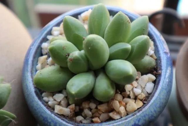 丸叶松绿怎么养，丸叶松绿的叶子可用来繁殖吗（养多肉，记名字，预防老年痴呆）