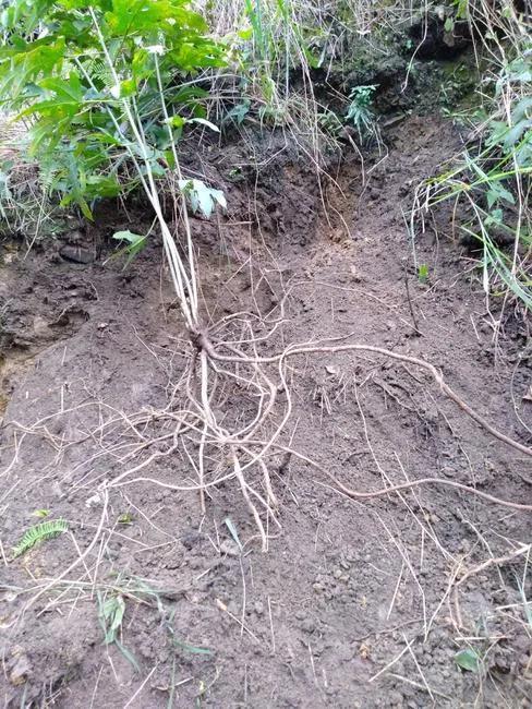 五指毛桃根，五指毛桃根须和根径哪个好（又能食用又能药用）