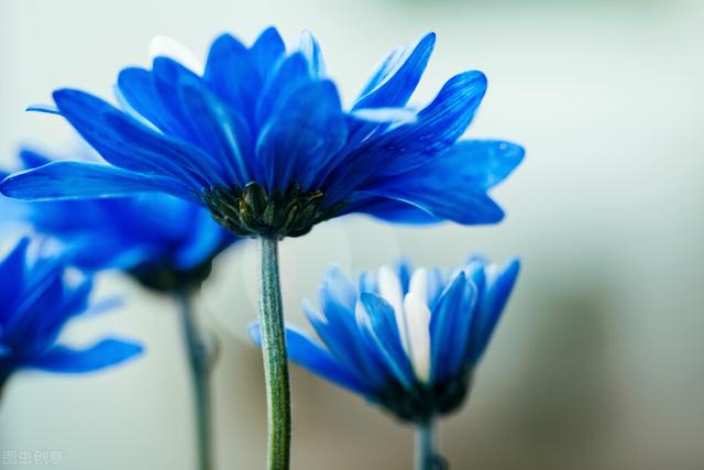 蓝色代表什么意思，蓝色的寓意（蓝色-代表童真、明亮、干净、透明、力量、富有永不言弃的意义）