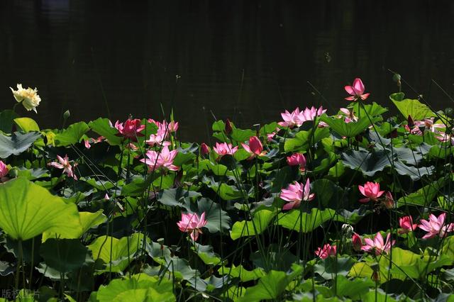 关于小暑的经典诗句 小暑的著名诗句，关于小暑的经典诗句（小暑——小暑逢时降玉霖）