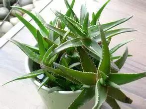 吸甲醛植物排名，室内植物盆景十大排名（为了家人健康转起来）