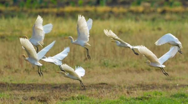 关于康字的成语，关于康字的成语有哪些（成语“楚腰卫鬓”指美女的细腰秀发）