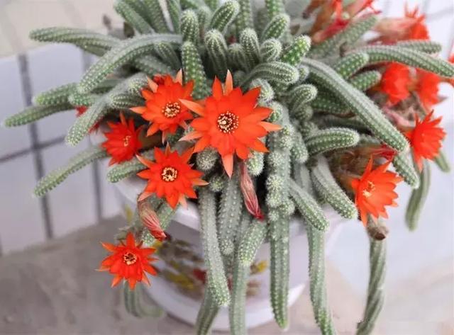 绿萝好养吗,绿萝怎样栽培(绿萝竟然排在倒数第1) 绿萝好养吗,绿萝怎样栽培(绿萝竟然排在倒数第1)