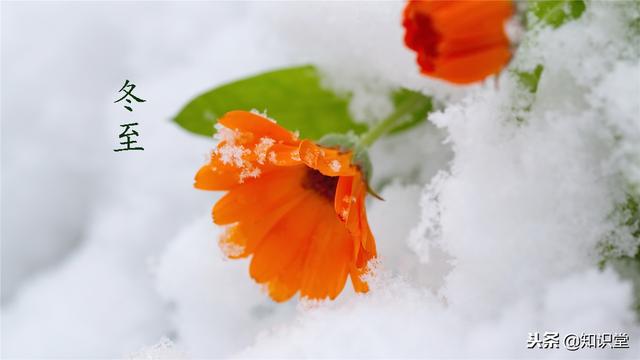 冬至不能说快乐，为什么不能说冬至快乐（祝所有朋友冬至快乐）