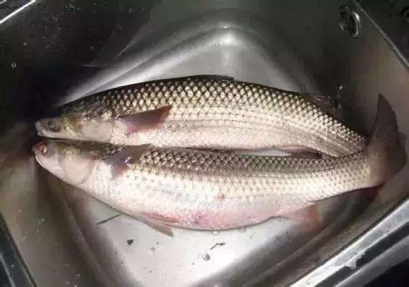 请问清炸小扒皮鱼的做法，炸小剥皮鱼的做法大全（今后再也不怕不认识海鲜了）