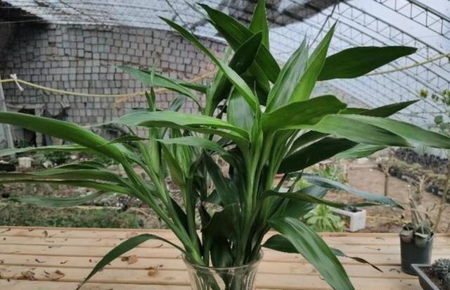 水培富贵竹叶子发黄怎么救，水养富贵竹叶子发黄怎么办（水养富贵竹叶子发黄是什么原因）