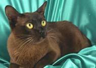 猫有哪些品种(十大名猫排行榜图片)